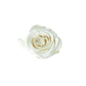 ピッコラ ブロッサムローズ パールホワイト プリザーブドフラワー [TDLFL000041-001] 18輪入 バラ 薔薇 アレンジメント花材 天然素材 ハンドメイド資材 フラワーアレンジメント コロンビア産