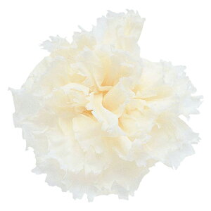 X^_[hJ[l[V p[zCg vU[uht[ [TDLFL001100-001] 6֓ J[l[V AWgԍ VRf nhCh t[AWg ̓ t