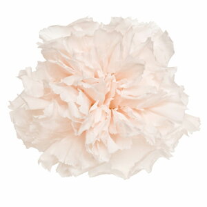 X^_[h J[l[V piRb^ vU[uht[[TDLFL001100-046] 6֓J[l[V  K[fjOpi v[g  t[AWg fR[V