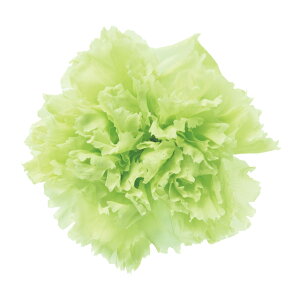 X^_[hJ[l[V VgXO[ vU[uht[ [TDLFL001100-064] 6֓ J[l[V v[g   AWgt[ lHϗtA K[fjOpi v