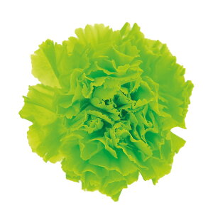 X^_[hJ[l[V XvbVO[ vU[uht[ 6֓ [TDLFL001100-076] J[l[V v[g   AWgt[ lHϗtA K[fjOpi 