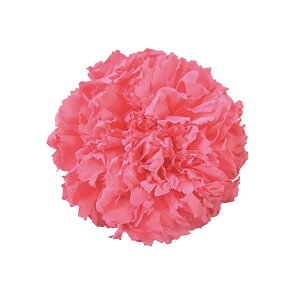 X^_[hJ[l[V h`FsN vU[uht[ 6֓ J[l[V[TDLFL001100-090] v[g   AWgt[ lHϗtA K[fjOpi vU