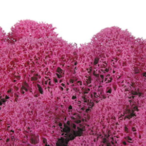 mfBbNX sN vU[uht[ X [TDLFL000820-860] AWgԍ VRf nhCh CeAO[ K[fjOpi }bg