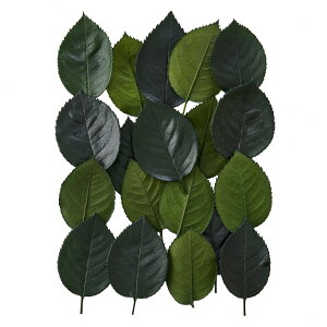 [Y[t O[ vU[uht[ 50 o̗t [TDLFL000911-800] AWgԍ VRf nhCh tFCNO[ CeAO[ [t