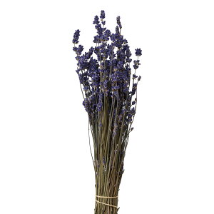 x_[ i` hCt[ [TDLDE017011] v[g   hCt[ lHϗtA K[fjOpi CeAt[  K[fjO t[Mtg