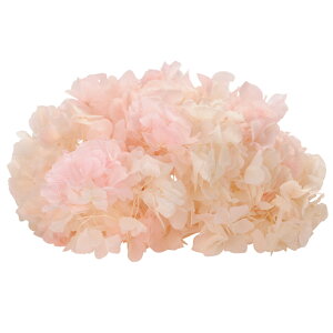 \tg  zECg sN vU[uht[ [TDLDT064194] 1BOX2 ֓AWTC vU[uhAW v[g  K[fjOpi CeAt[ Mtgpi t[A