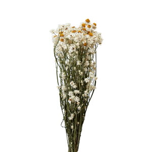 Ar- hCt[ i` [TDLFD003007]  v[g  K[fjOpi CeAt[  K[fjO t[AWg Mtgpi t[