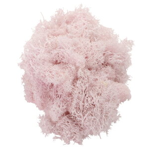 tBhX ~L[sN vU[uht[ [TDLFD004556-046] 125g X K[fjOpi eE IuWF RP lHϗtA