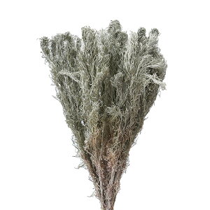 ATM\E hCt[ i` [TDLDN000059] v[g   tFCNO[ lHϗtA t[AWg K[fjOpi CeAO[ fBXvC  K