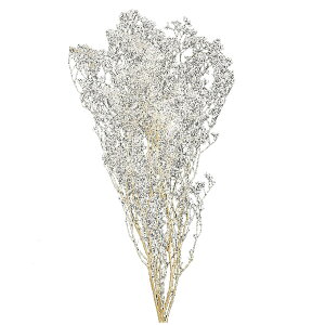 \tg~jJX~ V vU[uht[ [TDLDO000010-010] JX~ v[g   tFCNO[ lHϗtA K[fjOpi vU[uhH  K[fjO fBXv