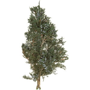 }EeWjp[ O[ vU[uht[ [TDLDO002040-700] O[} v[g   tFCNO[ lHϗtA K[fjOpi NX}Xc[  K[fj