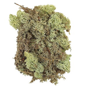 ACXhX  O[ vU[uht[ X [TDLDO061071-700] AWgԍ VRf nhCh eE