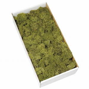 ACXhX 唠X O[ vU[uht[ [TDLDO061073-760] 500g X AWgԍ VRf nhCh K[fjOpi 