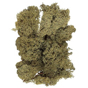 ACXhX ܃X O[ vU[uht[ X [TDLDO061071-760] AWg VRf nhCh