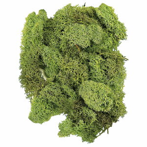 ACXhX  XvOO[ vU[uht[ X [TDLDO061071-780] K[fjOpi AWgԍ VRf nhCh