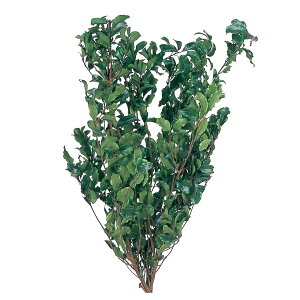 sgX| O[ vU[uht [[TDLDO001170-700] 135g v[g   tFCNO[ lHϗtA t[AWg K[fjOpi vU[uhH  K