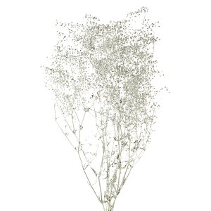 X[p[\tg ~jJX~ Vo[ vU[uht[ [TDLDO000020-912] JX~ v[g  K[fjOpi vU[uhAW  K[fjO t[AWg C