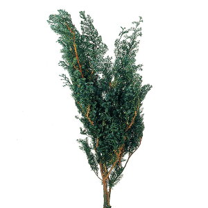 \tgqXM O[ vU[uht[ [TDLDO001320-700] O[}  tFCNO[ lHϗtA K[fjOpi NX}Xc[ vU[uhH  K[fj