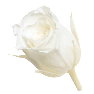 rrA sAzCg vU[uht [[TDLDO002370-001] 24֓ [Y o KN v[g   AWgt[ lHϗtA K[fjOpi vU[uhH  K