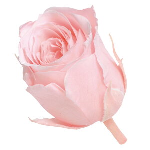 rrA uC_sN vU[uht[ [TDLDO002370-101] 24֓ [Y o KN v[g   AWgt[ lHϗtA t[Mtg K[fjOpi vU