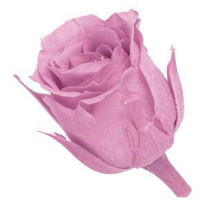 rrA NX^sN vU[uht [[TDLDO002370-111] 24 [Y o KN@v[g @ԁ@AWgt[@lHϗtA@t[Mtg@K[fjOp