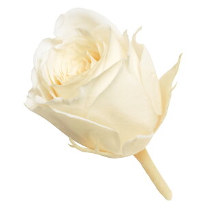 rrA AeBNzCg vU[uht[ [TDLDO002370-011] 24֓ [Y o KN v[g   AWgt[ lHϗtA t[Mtg K[fjOpi v