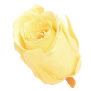 rrA [jOCG[ vU[uht[ 24֓ [Y o[TDLDO002370-501] KN v[g   AWgt[ lHϗtA K[fjOpi vU[uhH  