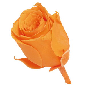 rrAt[eB IW vU[uht[ 24֓ [Y o [TDLDO002370-351] v[g   AWgt[ lHϗtA K[fjOpi vU[uhAW  