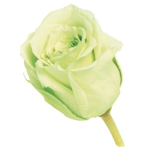 rrA tbVO[ vU[uht[ 24֓ [Y o [TDLDO002370-701] KN v[g   AWgt[ lHϗtA t[Mtg K[fjOpi v