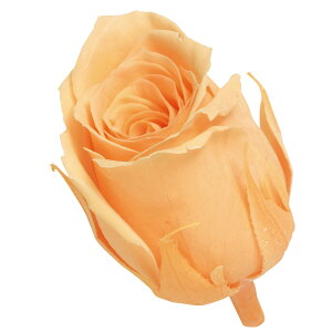 rrA vU[uht[ [TDLDO002370-361] 24֓ [Y o KN v[g   AWgt[ lHϗtA K[fjOpi vU[uhH  K[fjO t