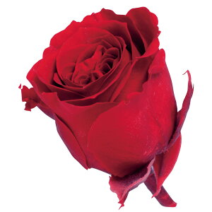 rrA bh vU[uht[ 24֓ [Y o [TDLDO002370-321] KN v[g   AWgt[ lHϗtA t[Mtg K[fjOpi vU[uhH