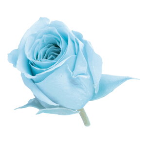 rrA xr[u[ vU[uht[ 24֓ [Y o [TDLDO002370-621] KN v[g   AWgt[ lHϗtA t[Mtg K[fjOpi vU[u