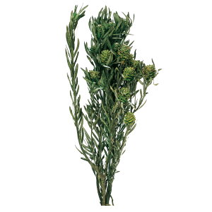 \tgTOi t O[ vU[uht[ [TDLDO002060-700] 1100g v[g   tFCNO[ lHϗtA K[fjOpi NX}Xc[ vU[uhH  