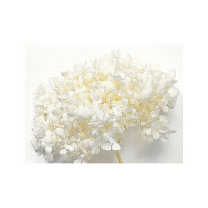 \tgAix wbhvU[uht[ zCg 2֓ AWTC [TDLDO002160-011] v[g  ԁEAWgt[ lHϗtA K[fjOpi vU[uhAW  