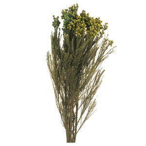 o[[A O[ vU[uht[ [TDLDO003100-700] 175g v[g  K[fjOpi  tFCNO[ lHϗtA t[AWg vU[uhH  K[