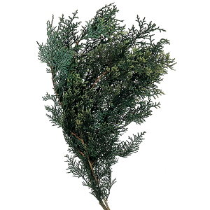 \tgqmL O[ vU[uht[ [TDLDO003110-700] O[} v[g   tFCNO[ lHϗtA K[fjOpi NX}Xc[ vU[uhH  K