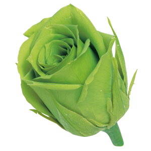 rrA O[ vU[uht[ 24֓ [Y o [TDLDO002370-721] KN v[g   AWgt[ lHϗtA t[Mtg K[fjOpi vU[uh