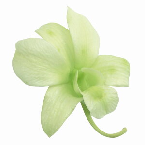 ft@ tbVO[ vU[uht [1BOX [TDLDO002390-701] v[g   AWgt[ lHϗtA t[Mtg K[fjOpi vU[uhH  