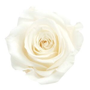 [Y  sAzCg vU[uht[ [TDLDO003480-001] 9֓ o KN v[g   AWgt[ lHϗtA K[fjOpi t[Mtg  K[fj