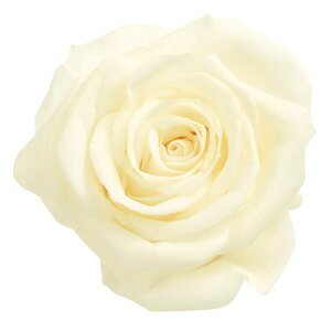 [Y  AeBbNzCg vU[uht[ [TDLDO003480-011] 9֓ o KN v[g   AWgt[ lHϗtA K[fjOpi vU[uhA