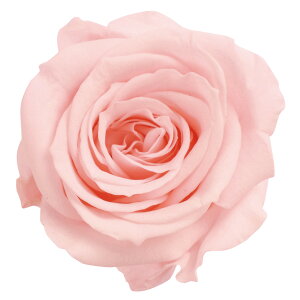 [Y  uC_sN vU[uht[ [TDLDO003480-101] 9֓ o KN v[g  ԁEAWgt[ lHϗtA K[fjOpi vU[uhAW 