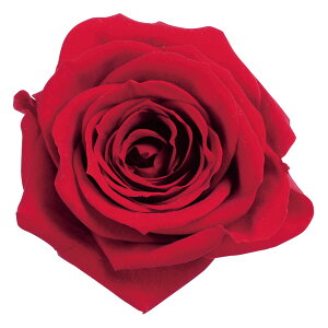 [Y  bh vU[uht[ 9֓ o [TDLDO003480-321] KN v[g   AWgt[ lHϗtA t[Mtg K[fjOpi vU[uhH 