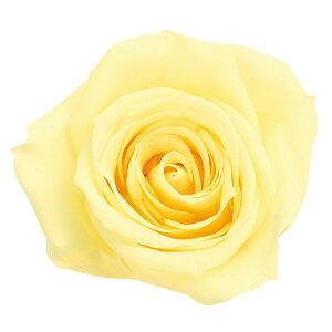 [Y  [jOCG[ vU[uht[ 9֓ o [TDLDO003480-501] KN v[g   AWgt[ lHϗtA t[Mtg K[fjOpi vU