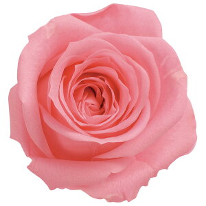 [Y  LfBsN vU[uht[ [TDLDO003480-121] 9֓ o KN v[g   AWgt[ lHϗtA K[fjOpi vU[uhAW  