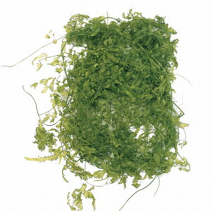 TEB[oC CO[ vU[uht[ 1 [TDLDO003320-721] v[g   tFCNO[ lHϗtA t[AWg K[fjOpi vU[uhH 