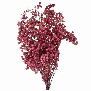 ybp[x[ vU[uh sN vU[uht[  [TDLDO003380-100]  v[g  lHϗtA NX}Xpi K[fjOpi vU[uhH  K[fjO C