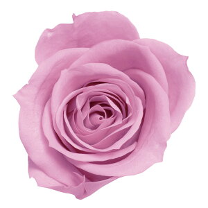 [Y  NX^sN vU[uht[ [TDLDO003480-111] 9֓ o KN v[g   AWgt[ lHϗtA K[fjOpi vU[uhAW  