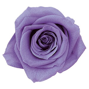 [Y  x_[ vU[uht[ 9֓ o [TDLDO003480-411] KN v[g   AWgt[ lHϗtA t[Mtg K[fjOpi vU[uh