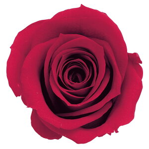 [Y  NC[bh vU[uht[ [TDLDO003480-331] 9֓ o KN v[g   AWgt[ lHϗtA t[Mtg K[fjOpi vU[u