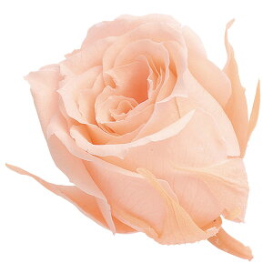 rrA N[~[s[` vU[uht[ [TDLDO002370-371] 24֓ [Y o KN v[g   AWgt[ lHϗtA K[fjOpi vU[uhH  